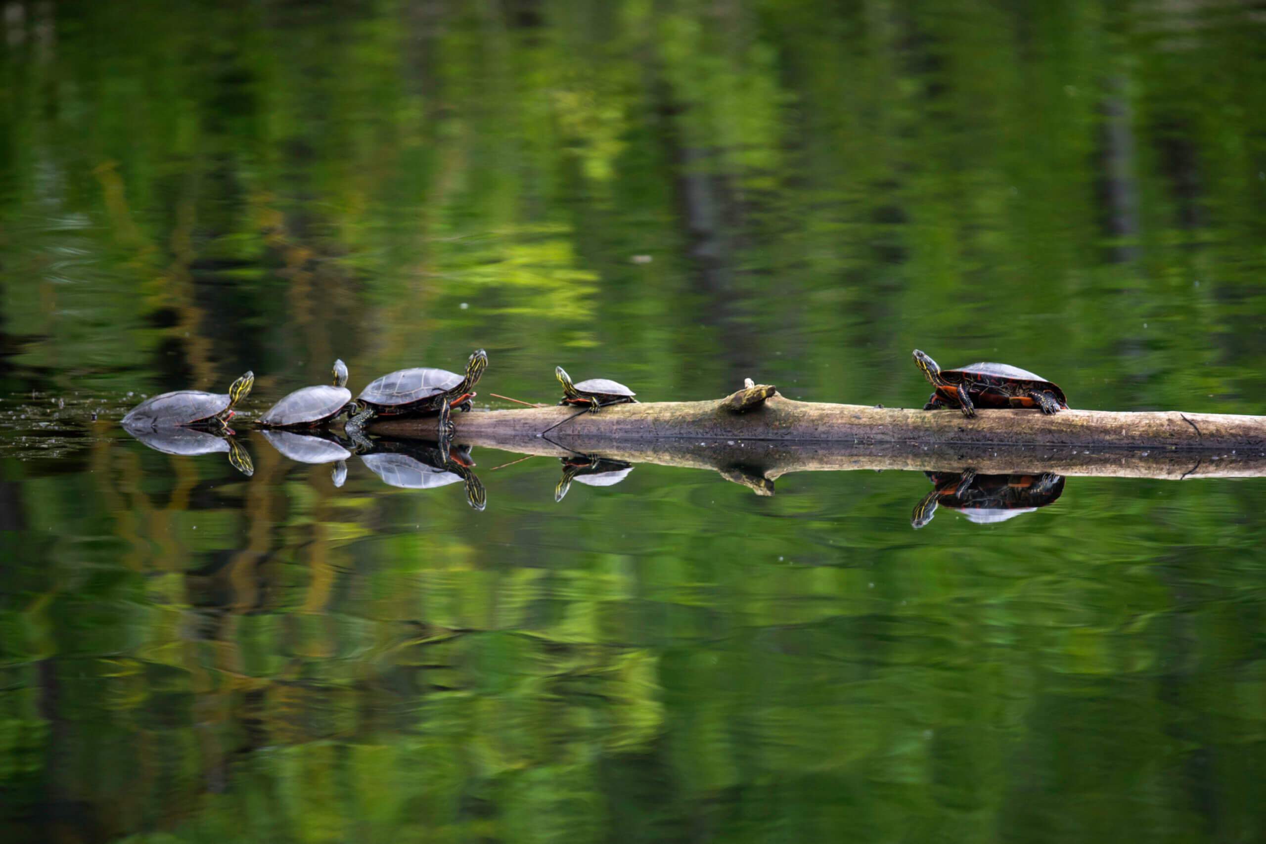 Turtles in Steigerwald Lake National Wildlife Refuge, Camas Washington