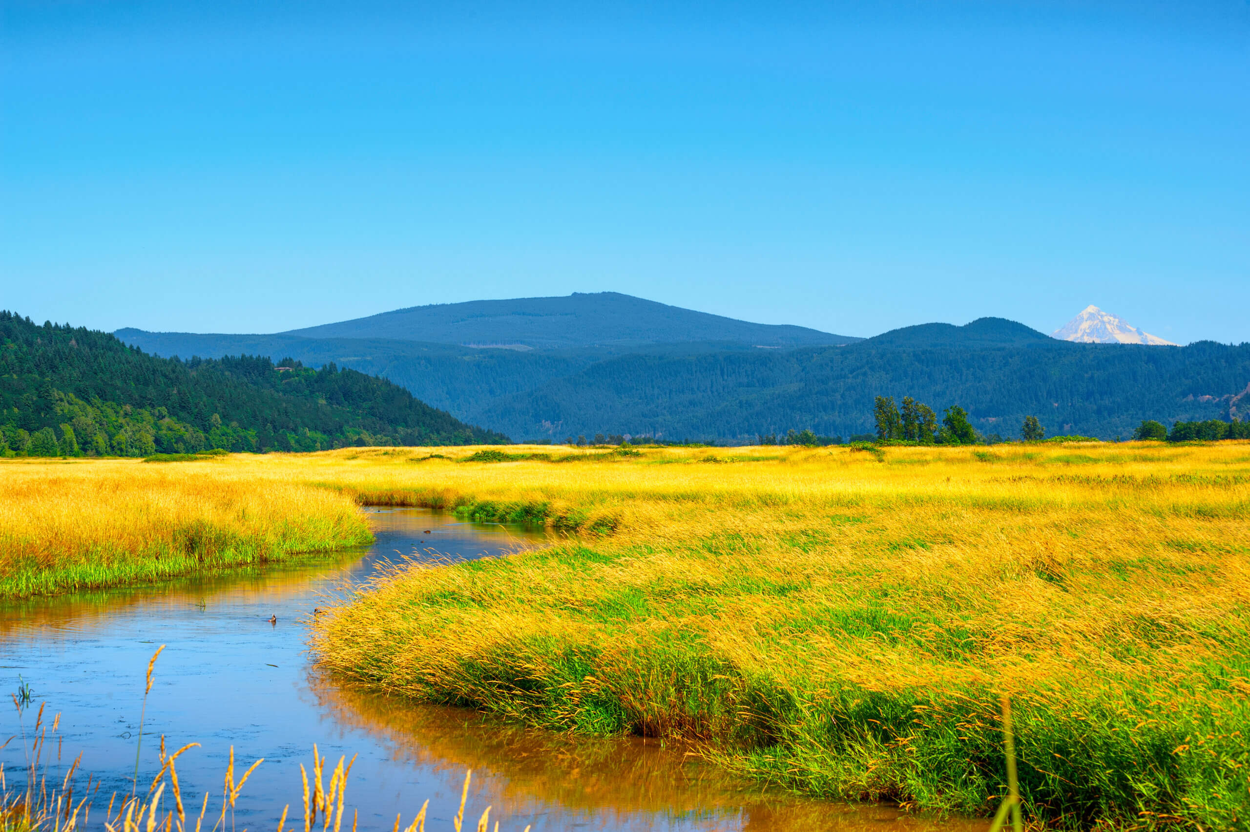 Wetlands of Steigerwald Lake National Wildlife Refuge