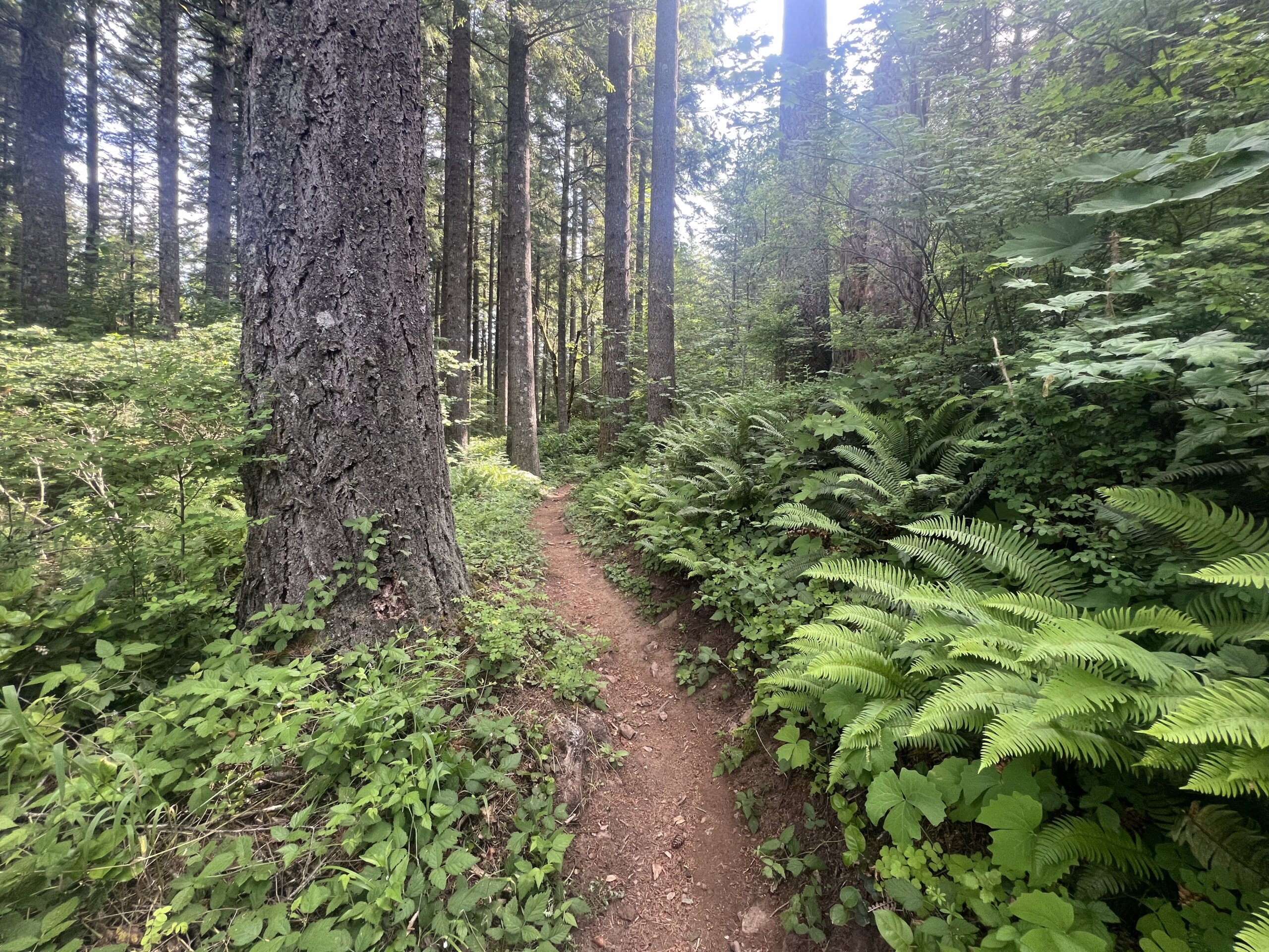 Tarbell Trail Near Moulton Falls- photo by Ryan Ojerio