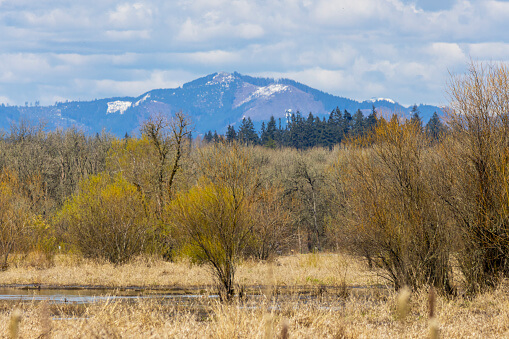 Wetland and mountains in the Spring.